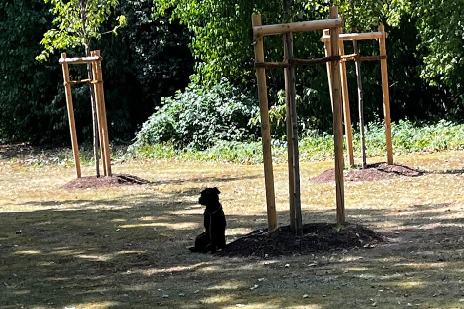 Über mehrere Stunden musste der Hund in der prallen Sonne und ohne Wasser an dem Baum ausharren.
