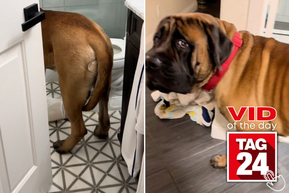 Today's Viral Video of the Day features a poor pup who managed to get himself "stuck" inside the open-doored bathroom.