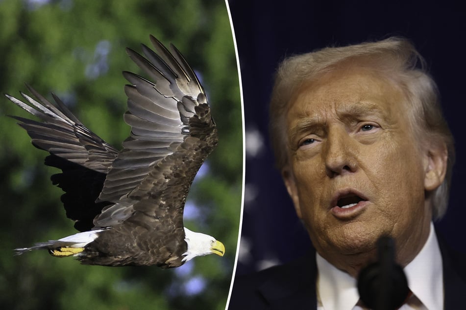Trump gets wrong country, wrong bird in latest rant against windmills
