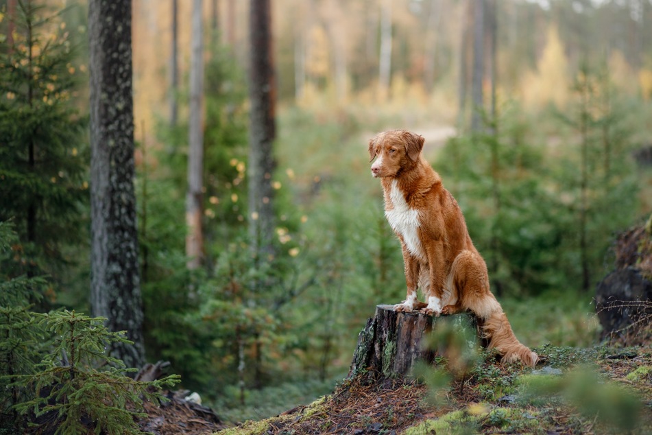 Hunde lieben es im Wald frei herum zu laufen.
