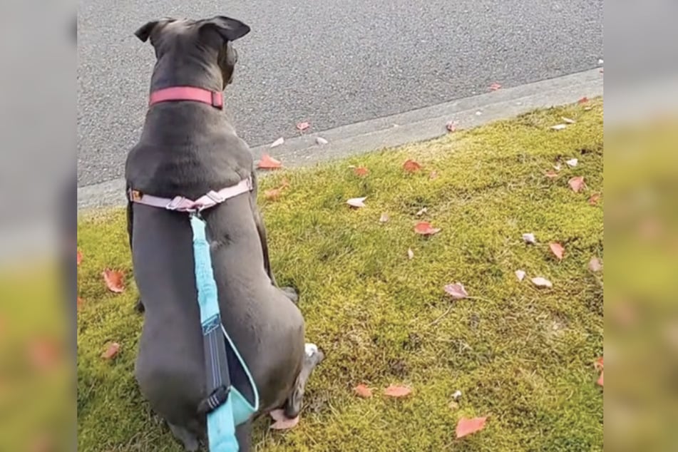 Una escena típica: Ruby espera al borde de la carretera a que un conductor de mensajería baje de su camión y le ponga una golosina delante de las patas.