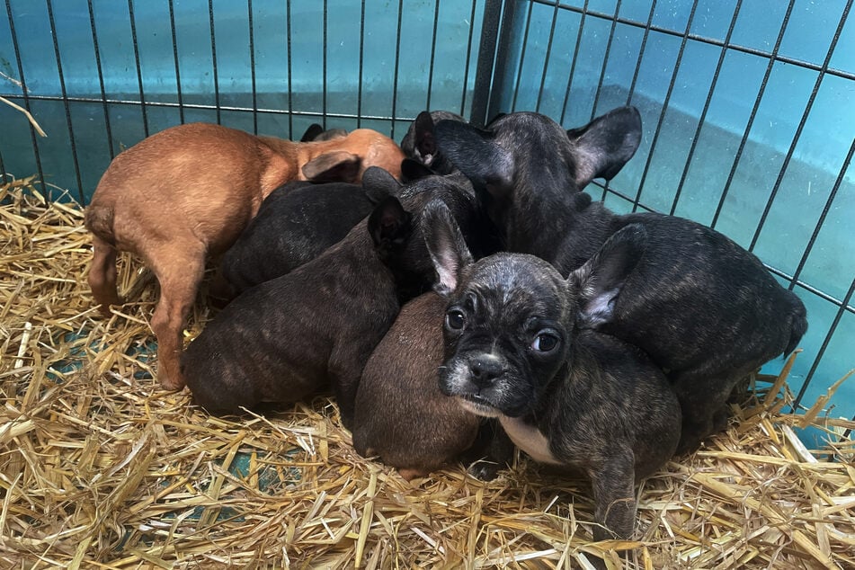 Das Landratsamt Mittelsachsen sucht nach mehreren Hundewelpen, die in Roßwein (Landkreis Mittelsachsen) verkauft wurden. Sie könnten Tollwut haben. (Symbolbild)