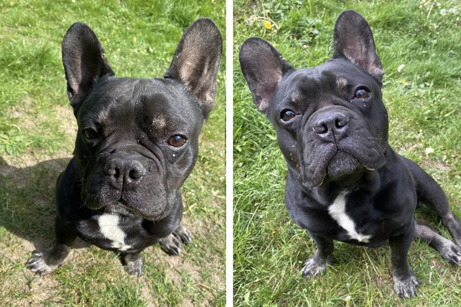 Die Französische Bulldogge Dustin ist bereits seit drei Monaten im Hamburger Tierheim.