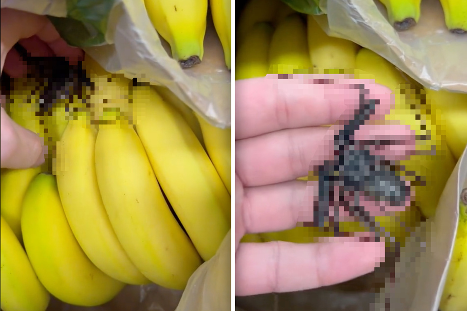 Igitt: Was für ein Tier krabbelt denn da zwischen den Bananen im Supermarkt herum?