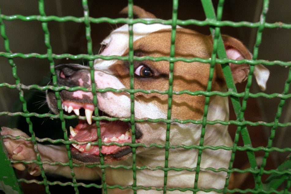 Ein Pitbull hat sich auf die Frau gestürzt und schwer verletzt. (Symbolbild)