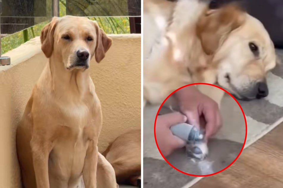 Labrador-Dame Oakley achtet immer ganz genau auf Artgenossin Freya - besonders wenn ihr die Krallen geschnitten werden.