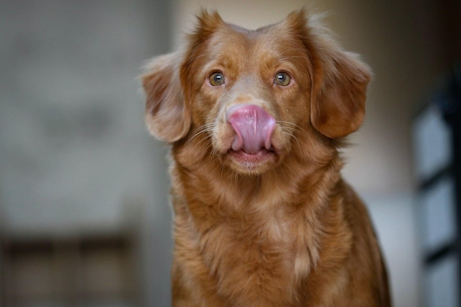 Hunde lecken ihre Nase ab, um diese feucht zu halten und intensiver zu riechen.