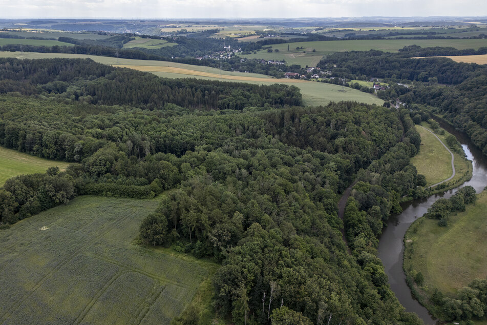 In diesem Waldstück kam das Mädchen wohl gewaltsam zu Tode. Der Verdächtige befindet sich derzeit auf der Flucht.