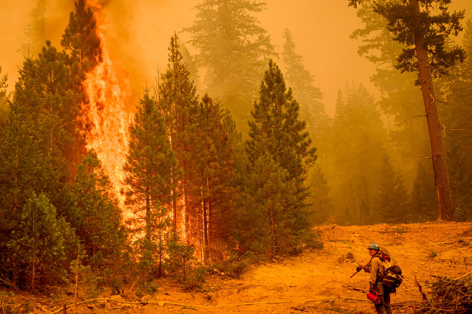 A US Forest Service firefighter monitors backfire during the Park fire in Tehama County's Mill Creek area of California August 7, 2024.