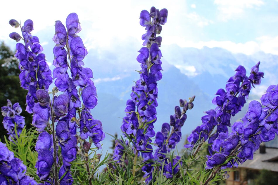 El acónito azul es una de las plantas más venenosas del mundo.