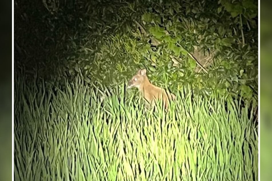 Woher das Wallaby kommt und wie es überhaupt ausbüxen konnte, ist bislang noch unklar.