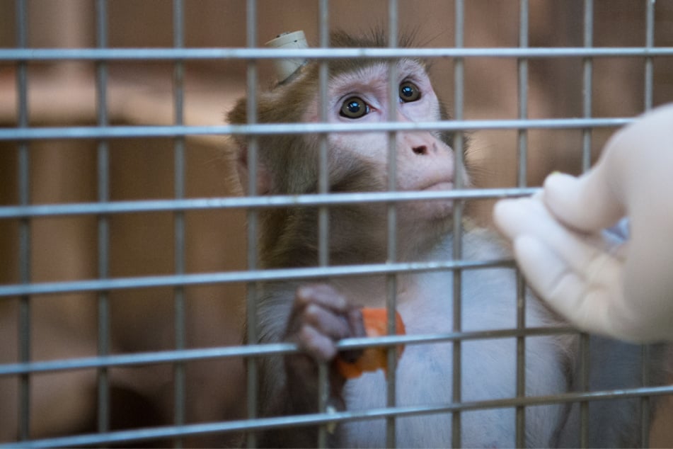 Ein Rhesus-Affe mit einem Implantat wird in der Tierhaltung im Max-Planck-Institut für biologische Kybernetik von einem Tierpfleger gefüttert.