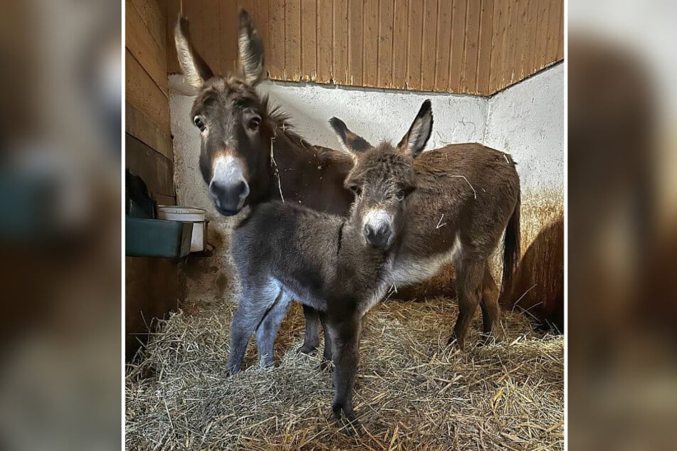 Sontje, Sunny oder Sally: Wie soll das Fohlen heißen?