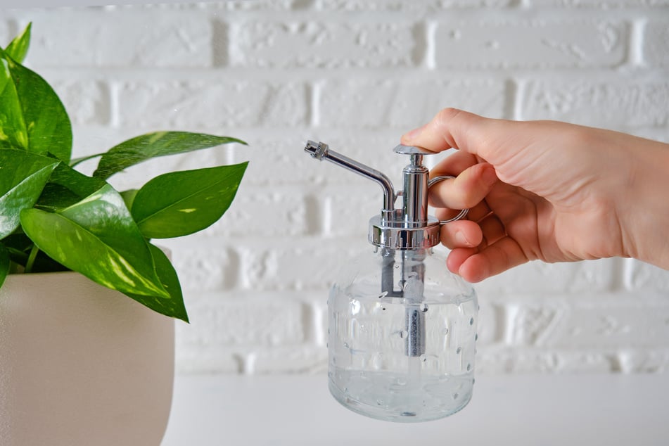 Herrscht trockene Luft, sollte man eine Efeutute regelmäßig mit Wasser besprühen.