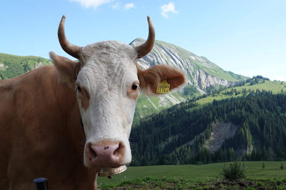 So stellt man sich Bio-Milch vor, eine glückliche Kuh auf einer grünen Weide. Doch hinter "Bio" steckt nicht immer das, was man erwartet.