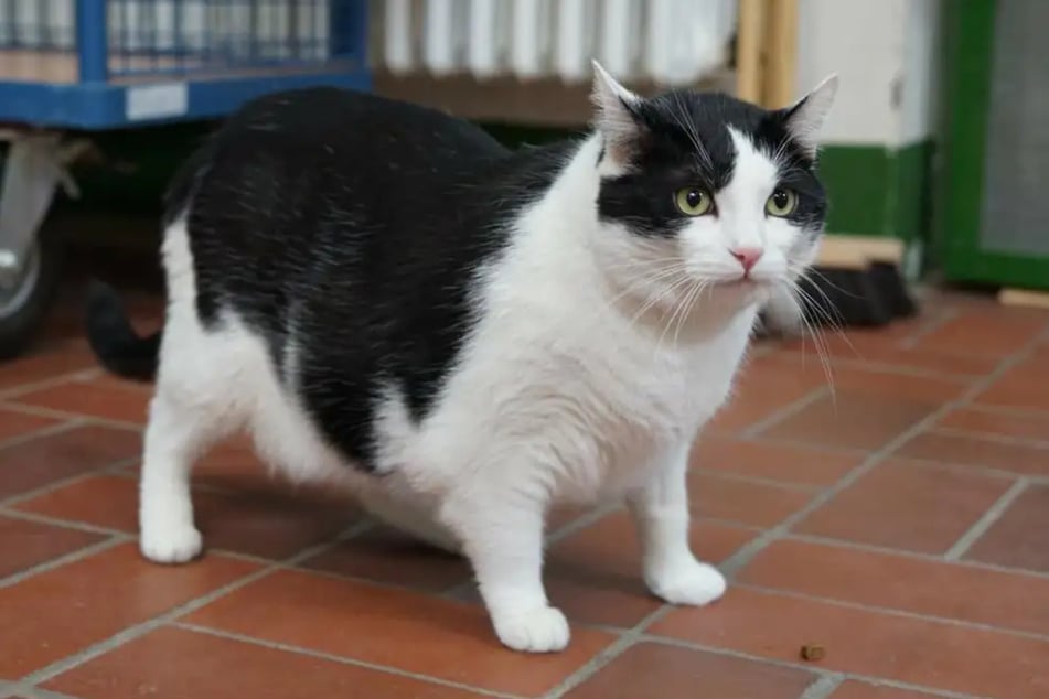 Manni hat sich auf 9,3 Kilogramm herunter gehungert.