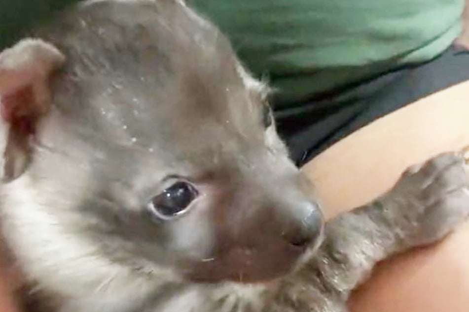 Hopefully, rescuers will be able to release this baby hyena into the wild.