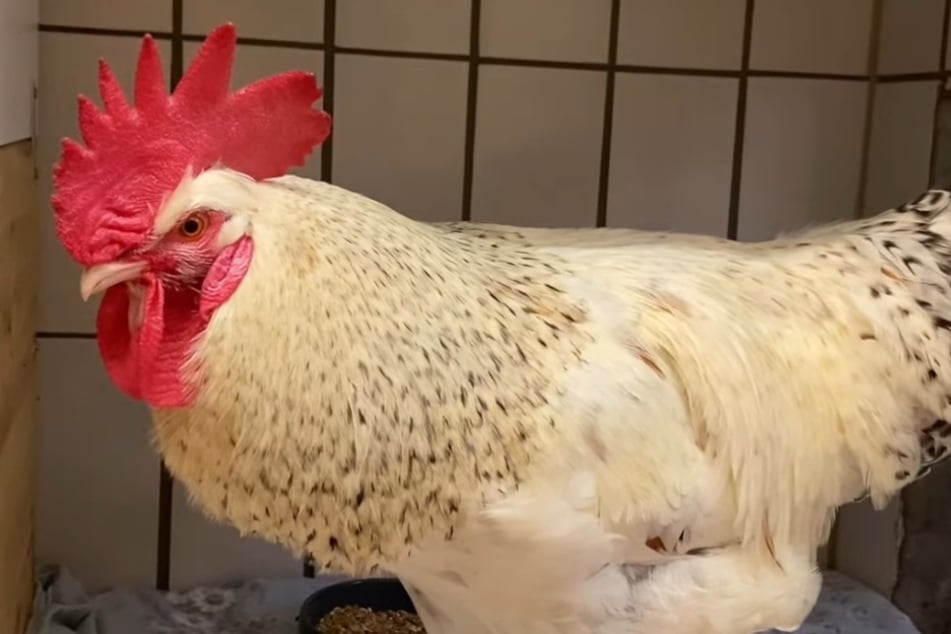 Das Troisdorfer Tierheim hatte in der jüngsten Vergangenheit schon einmal drei Hähne vermittelt. Auch dieser prachtvolle Kandidat fand ein neues Zuhause.