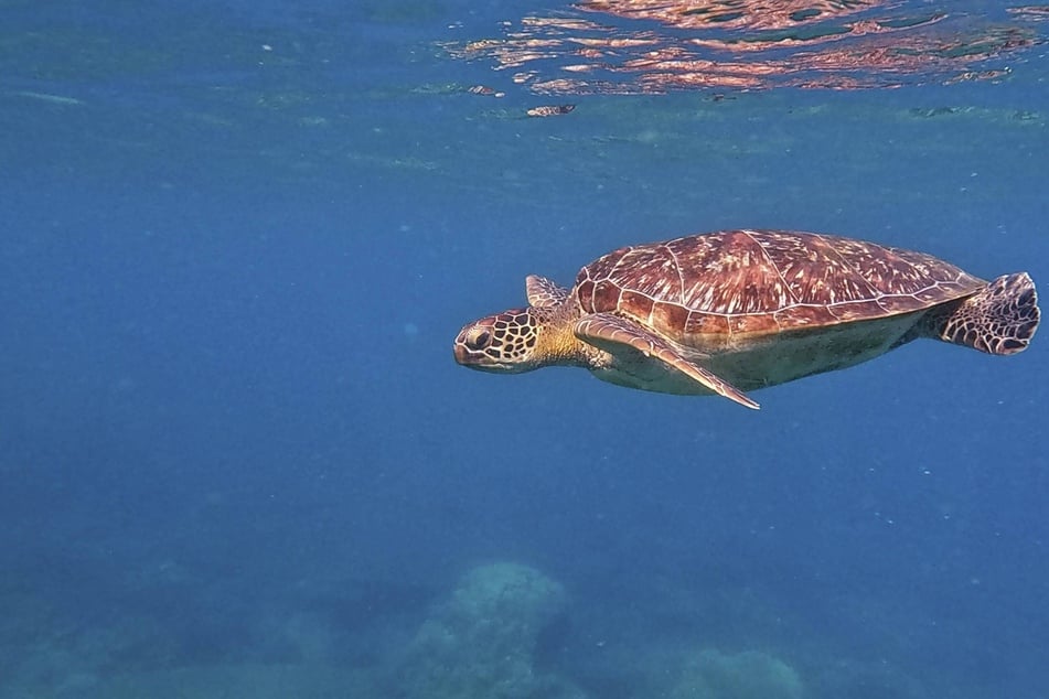 China has warned that foreign countries are using turtles and fish fitted with sensors as spies.