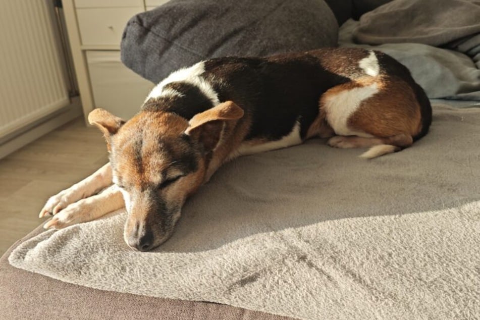 Charly braucht Zeit, um Vertrauen zu fassen. Mehrere ruhige Kennenlernbesuche sind daher wichtig, damit er sein neues Zuhause in seinem Tempo entdecken kann.