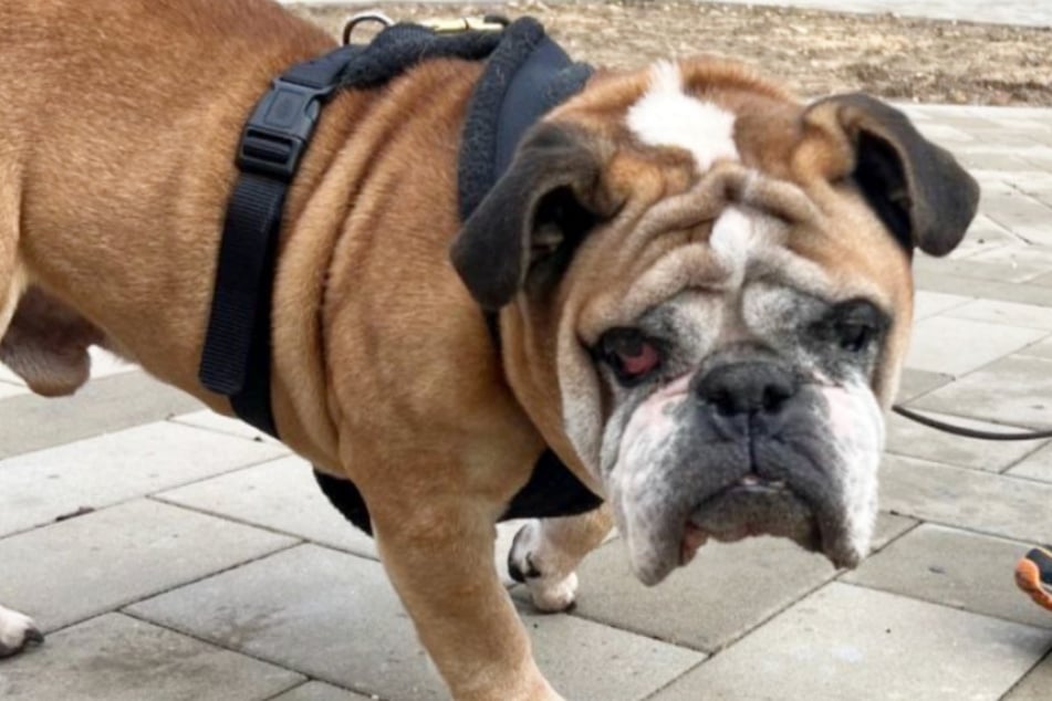 Bulldogge Max hat in der jüngsten Vergangenheit gleich mehrere Eingriffe überstanden. Jetzt ist er bereit für einen Neuanfang.