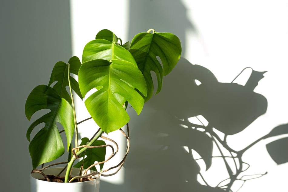 Man kann Luftwurzeln einer Monstera immerhin etwas "verstecken".