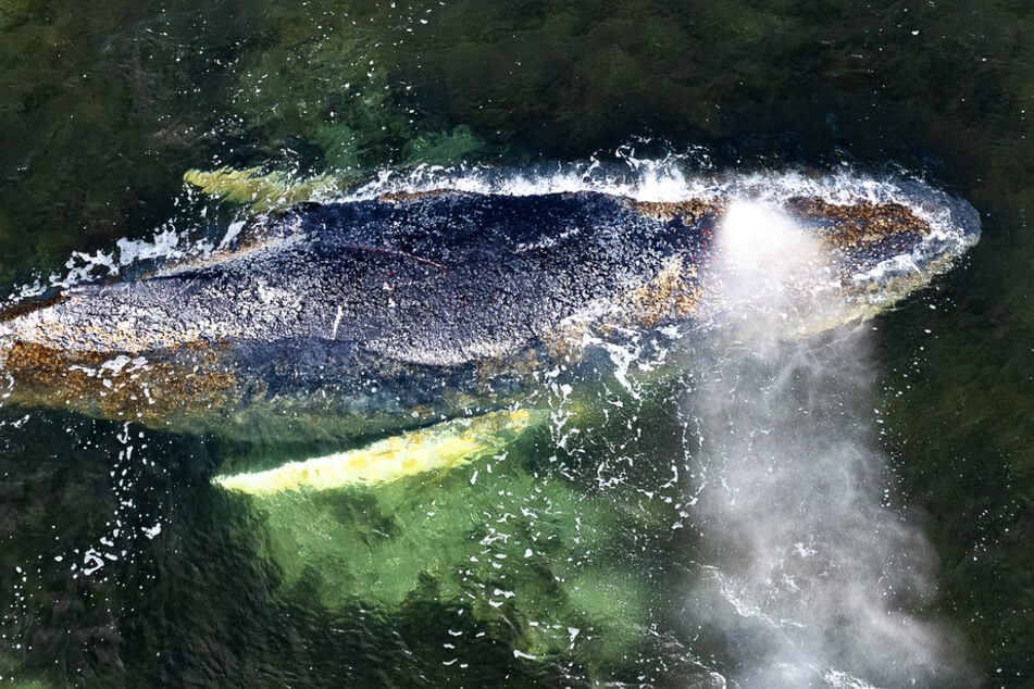 Schon seit Wochen versuchen Einsatzkräfte, den an der Ostsee gestrandeten Buckelwal zurück ins offene Meer zu führen.