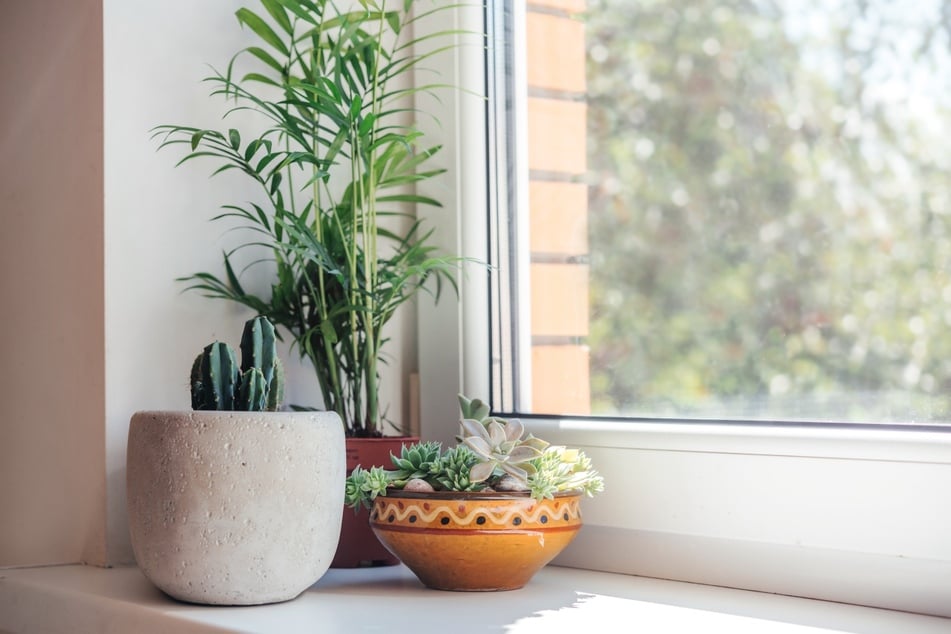 Meistens zieren Zimmerpflanzen das Fensterbrett.