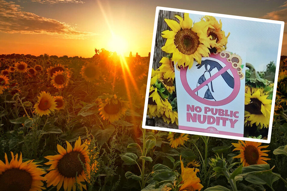 Nacktfotos zwischen Sonnenblumen: Bauern haben die Nase voll!