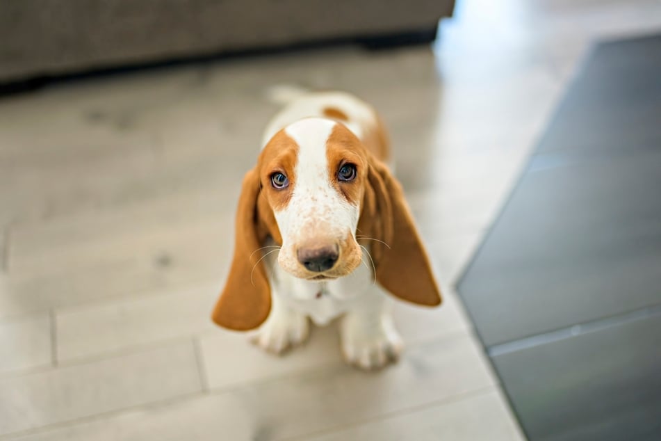 Basset Hounds haben im Verhältnis zu ihrem Körper sehr lange Ohren.