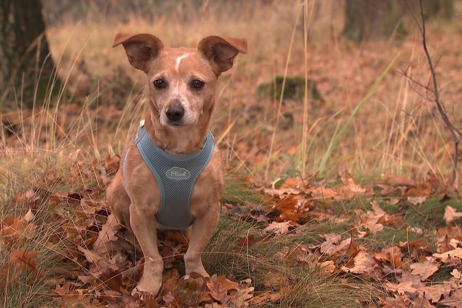 Auch Wirbelwind Erika freut sich auf ihr Für-Immer-Zuhause.