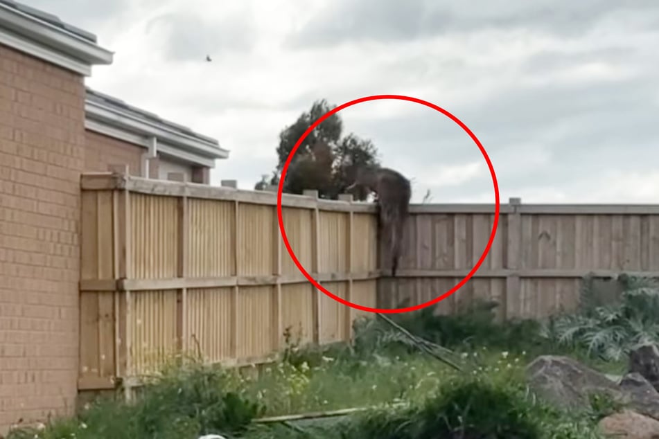 Dieser "Zwischenstopp" erklärt die Situation. Das Känguru nutzt den Zaun als Sprungrampe, um sich in luftige Höhen zu katapultieren.