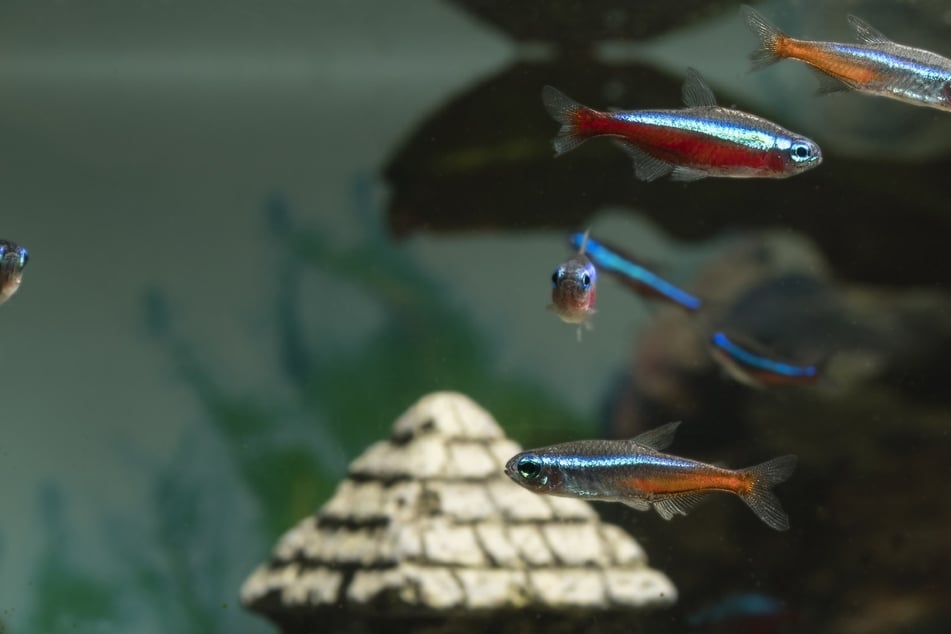 Zum Vergleich: Der kleinste Fisch der Welt ist kleiner als der als Zierfisch beliebte Rote Neon.