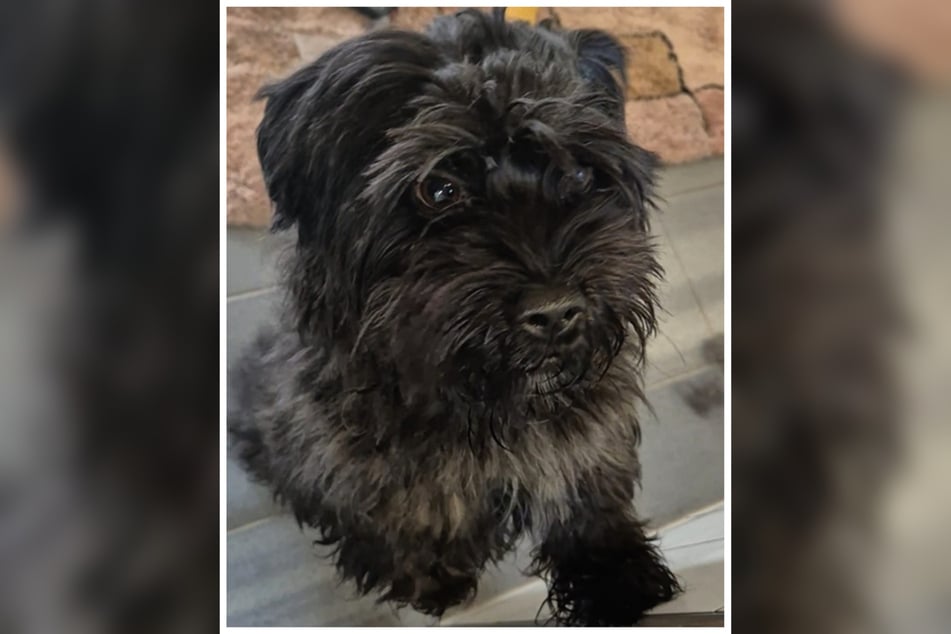 Kuba braucht die Gewissheit, dass man ihm nichts Böses will. Dann taut er schnell auf.