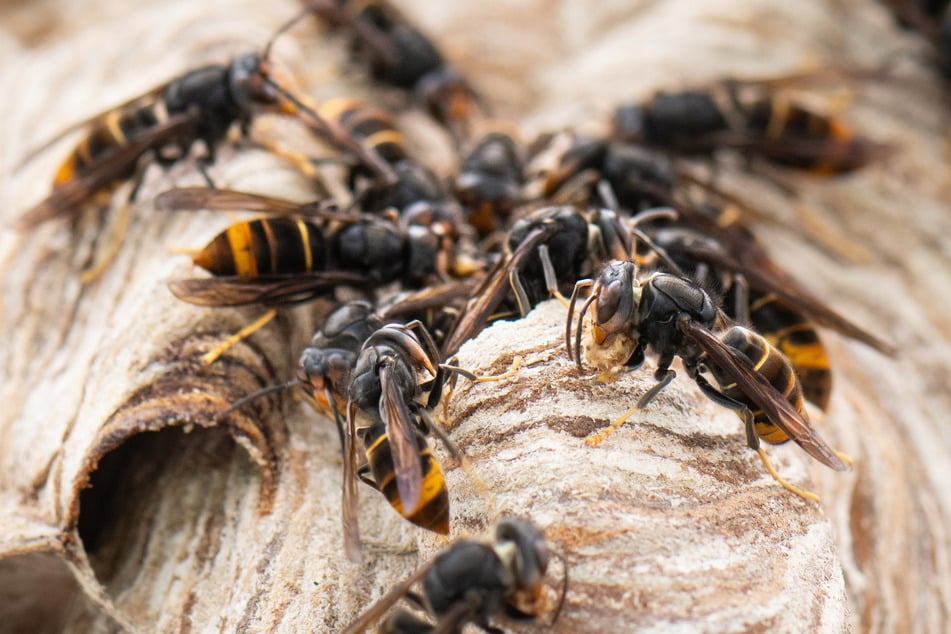 Alarm! Hornissen-"Import" bedroht heimische Bienen