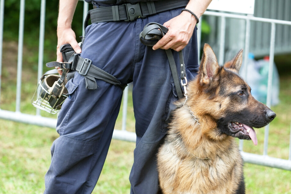 Polizeihunde flößen Respekt ein und werden nicht nur zum Erschnüffeln von Drogen oder Sprengstoff eingesetzt. (Symbolbild)