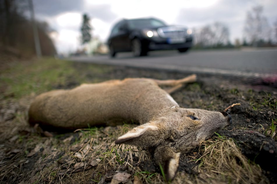 Mit der dunklen Jahreszeit kommt es auch wieder vermehrt zu Autounfällen, bei denen Wildtiere erfasst und getötet werden. (Symbolbild)