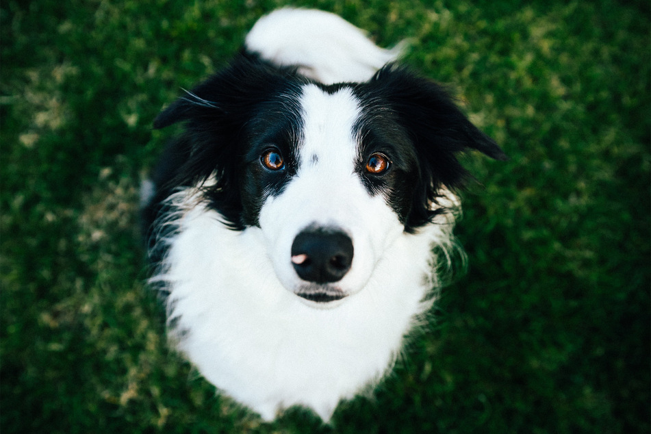 Border collies are extremely intelligent, and can be great sporting dogs.