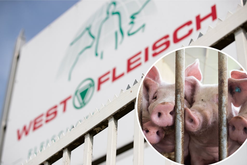 Schockierende Tierleid-Enthüllungen in XXL-Mastbetrieb aufgedeckt