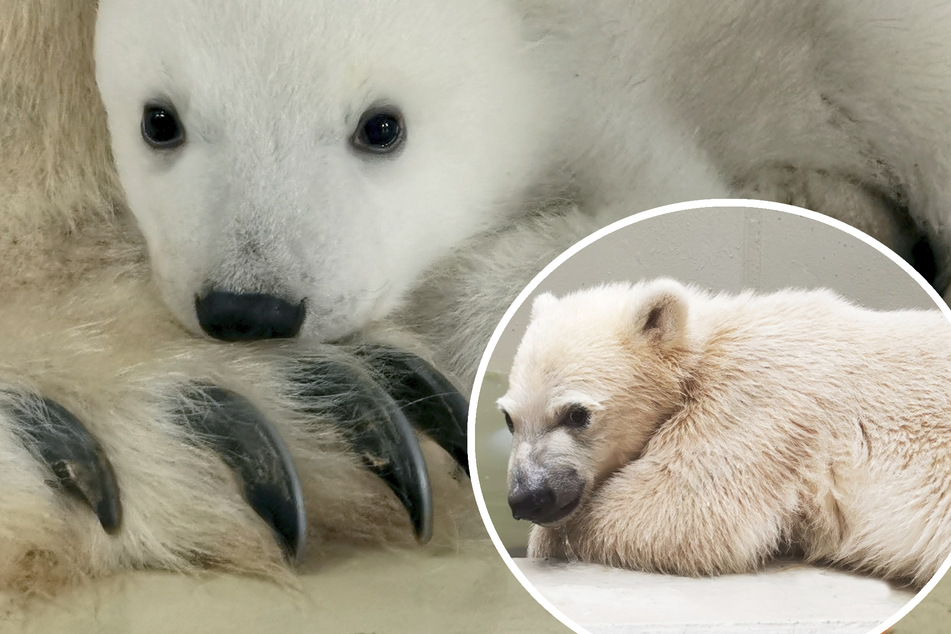 Wie soll Hagenbecks Eisbären-Baby heißen? Ihr könnt mitentscheiden!