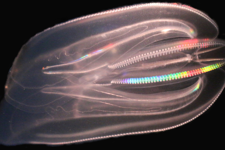Die Rippenqualle kommt ursprünglich von der amerikanischen Ostküste. Sie wurde Anfang der 1980er Jahre in das Schwarze Meer eingeschleppt, daraufhin gingen die Sardellenbestände drastisch zurück. Im Jahr 2006 wurde die Qualle zum ersten Mal auch in der Ostsee nachgewiesen.