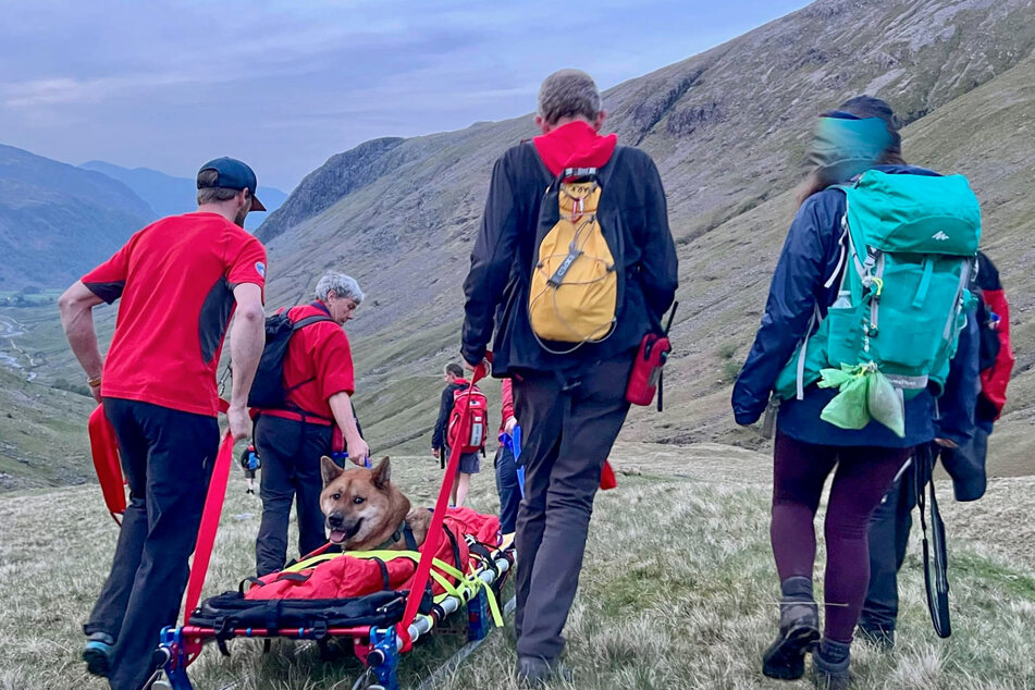 The Akita Inu was then carried down the mountain on a stretcher.