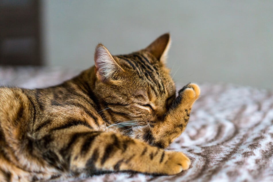 Katzen beißen sich beim Putzen ins Fell, um dieses zu reinigen.