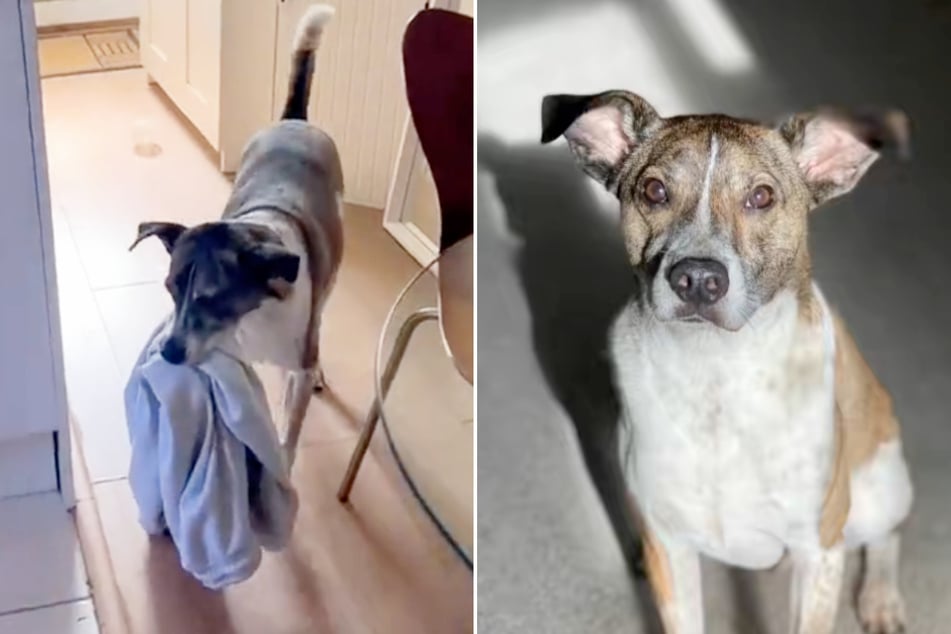 Cuando la dueña va a ducharse, el perro Frank agarra su ropa.