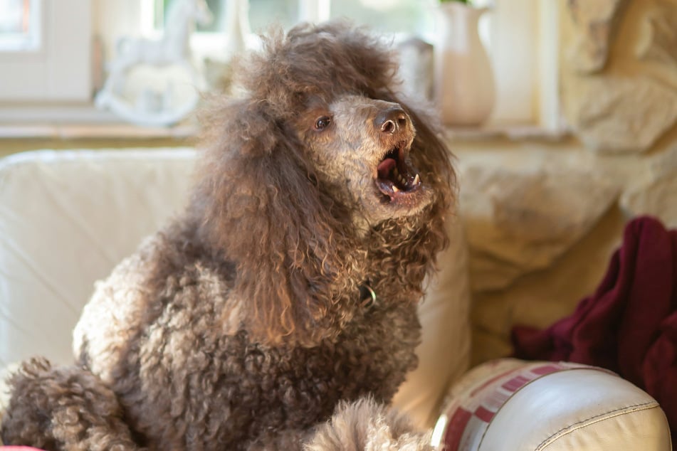 Poodles are wonderful dogs and come in many different sizes.