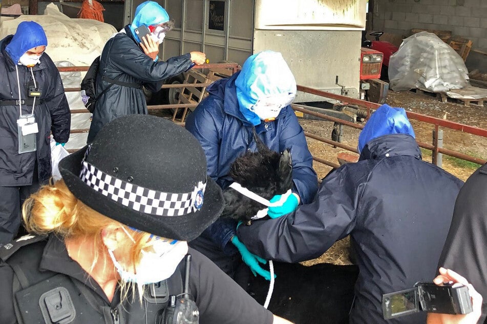 Eine Polizistin und weitere Helfer bereiten Alpaka Geronimo auf der Shepherds Close Farm für den Transport an einen nicht näher bekannten Ort vor.