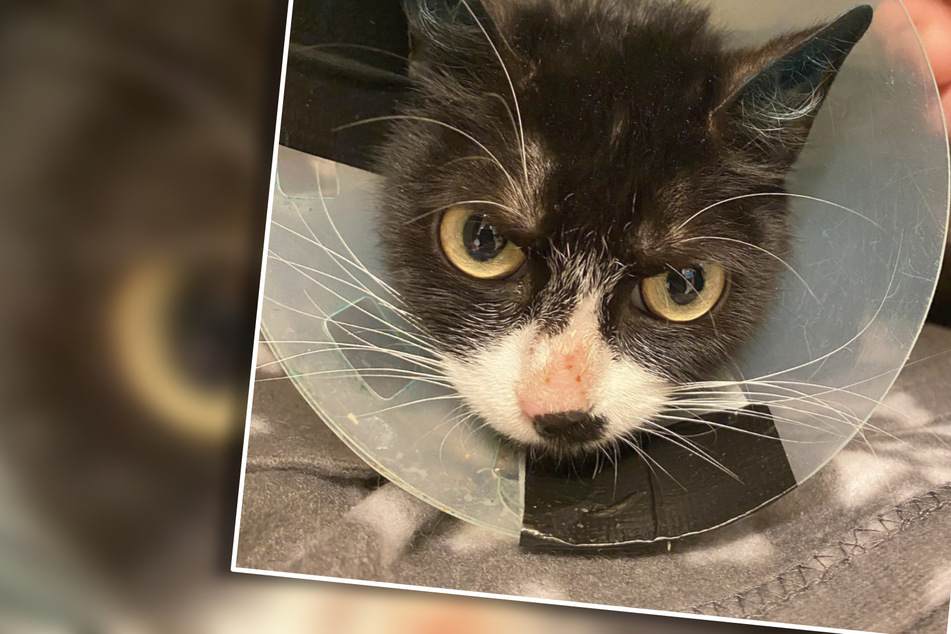 Kabelbinder um den Hals gewickelt: Tierheim rettet Katze vor dem Tod