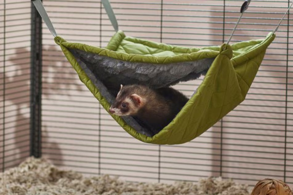 This pet bunk bed Is the ultimate favorite for small animals