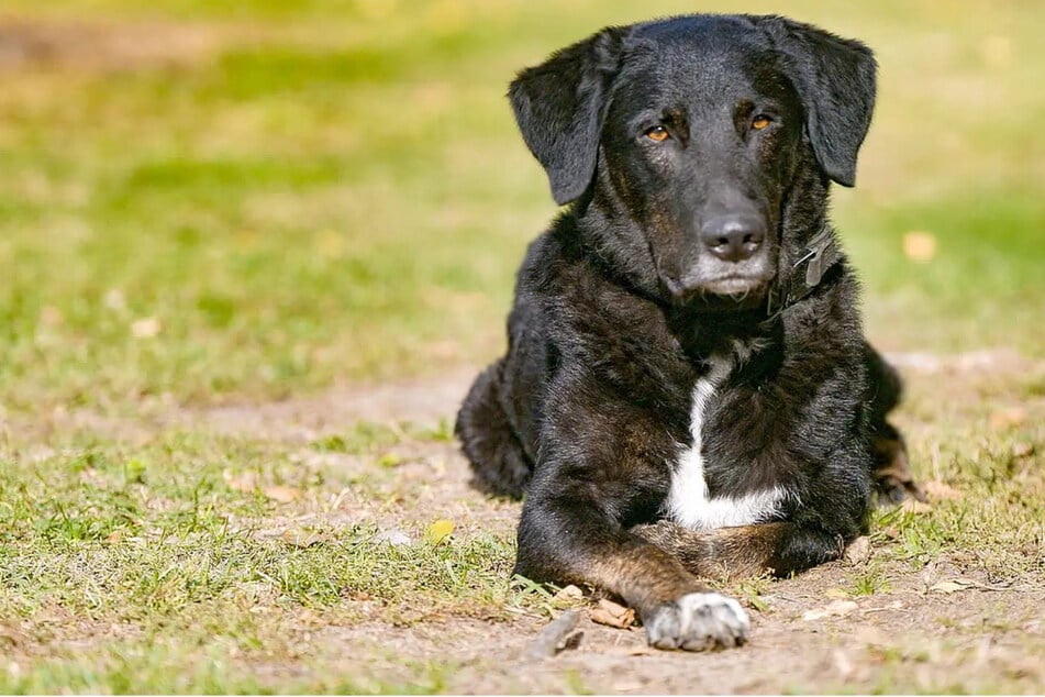 Familie brachte Hund Ono nach einem Jahr zurück ins Tierheim: Jetzt hat er hohe Ansprüche