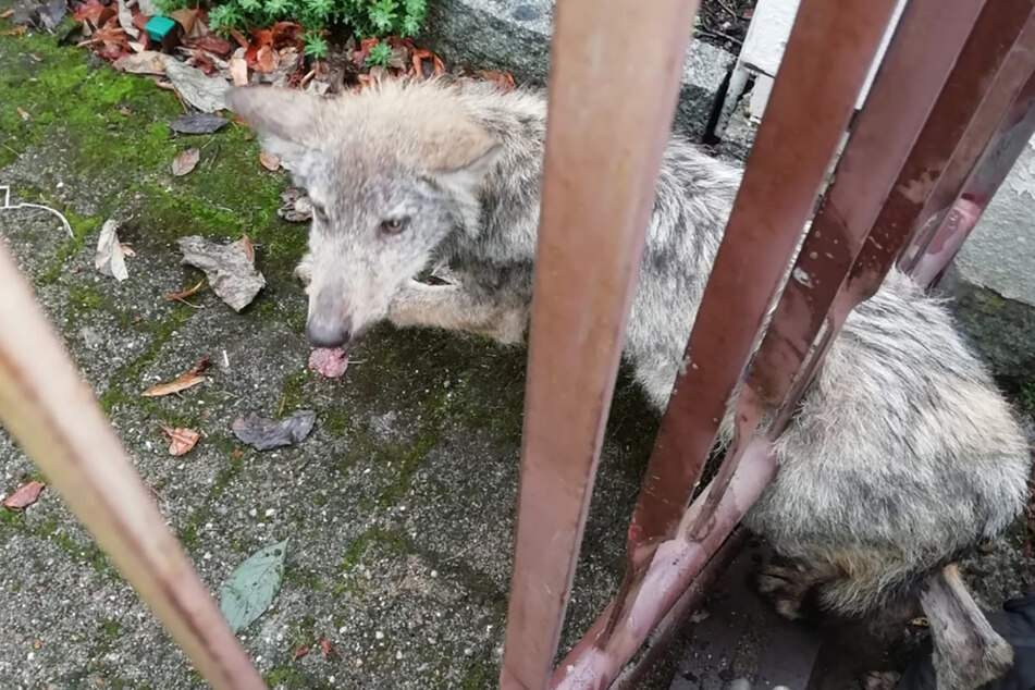 Ein verirrter Wolfswelpe blieb im Dresdner Ortsteil Langebrück in einem Zaun stecken. Das Tier wollte vor Menschen flüchten und sei in die missliche Lage geraten.